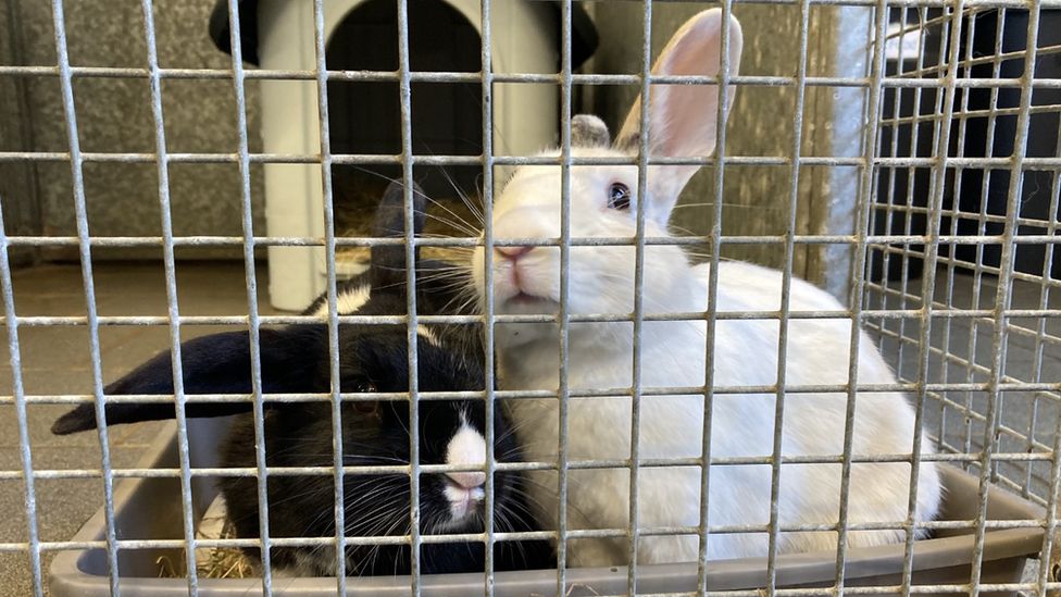 Two rabbits looking through bars