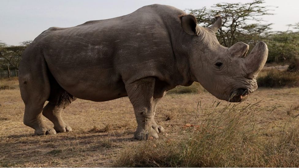 Northern white rhino: Last male Sudan dies in Kenya - BBC News