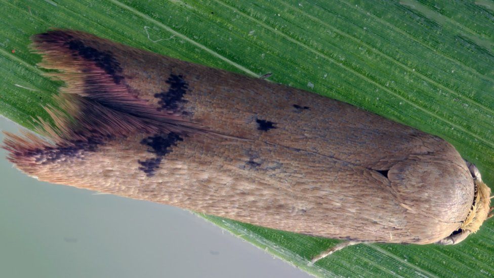 Moth on leaf