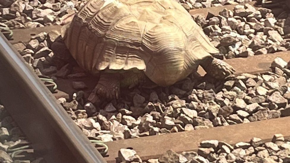 Injured tortoise on train track