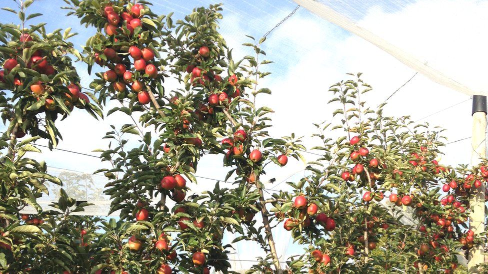 Apple trees covered by netting