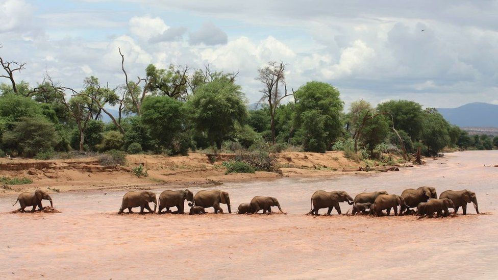 Стадо слонов в Кении