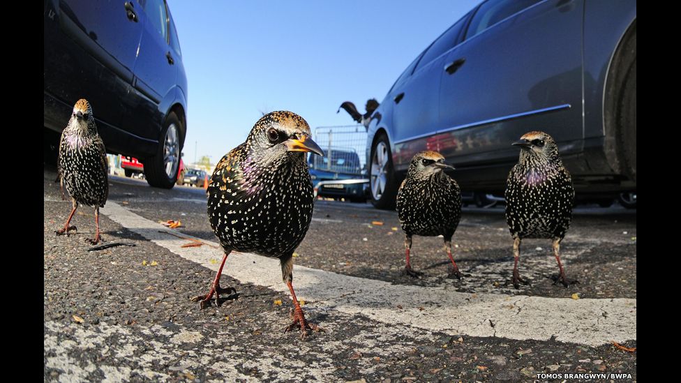 Starlings