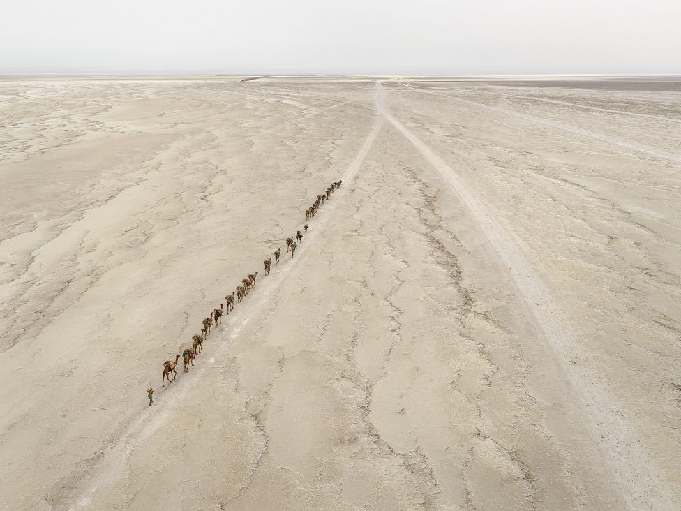 Camels in the desert from above