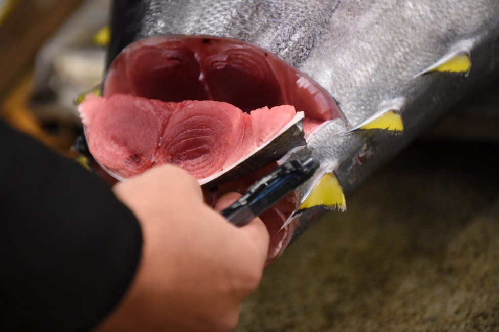 A wholesaler inspects fresh tuna before the first auction of the year at the Tsukiji fish market in Tokyo, Japan, 5 January 2017.