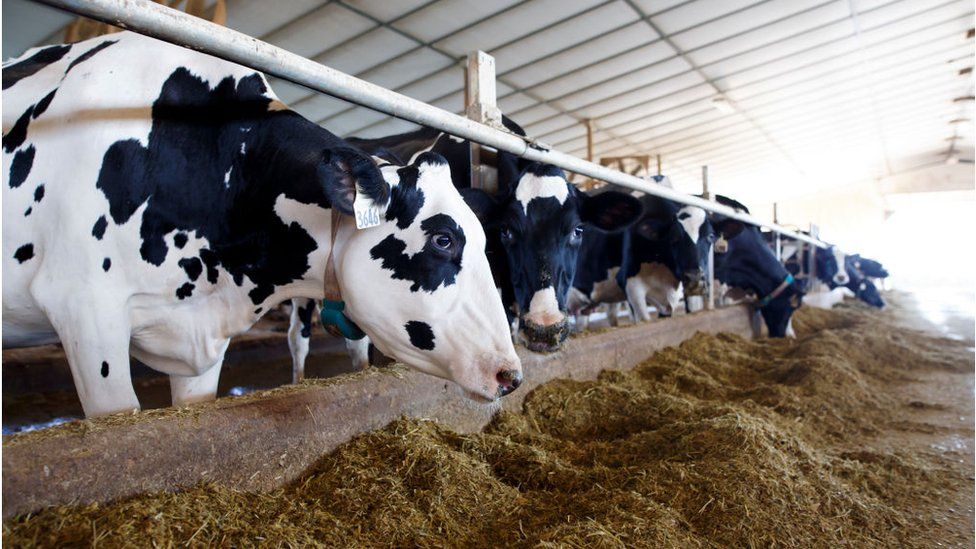 Cows in Canada, like these, are being put on a diet of less palm fat