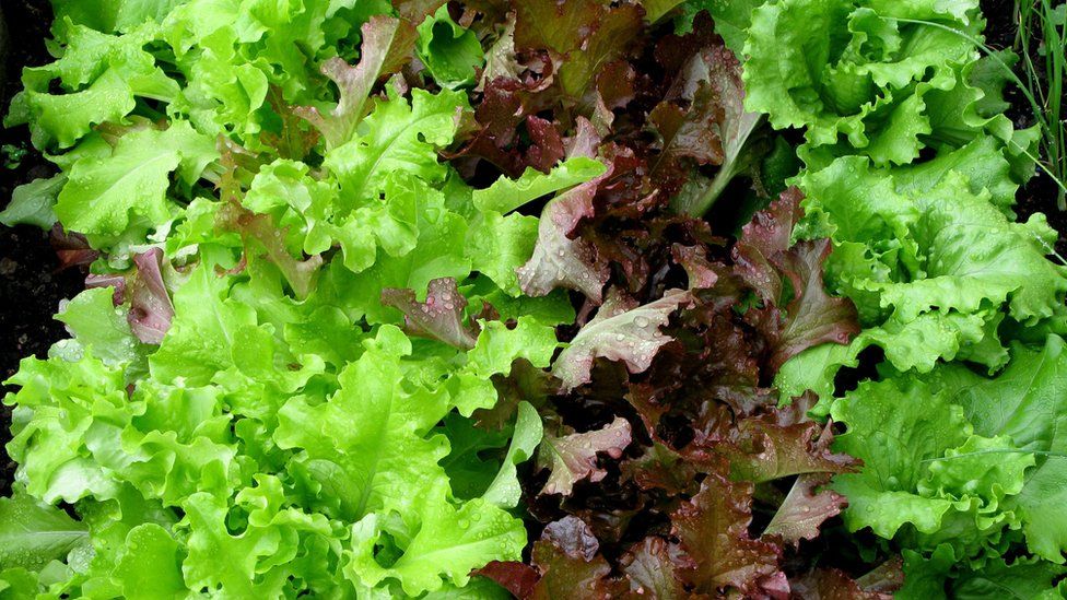 Wash your veggies!, I don't much like bag salad right out o…