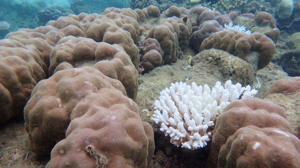 Brown boulder corals with a white, bleached branching coral in between