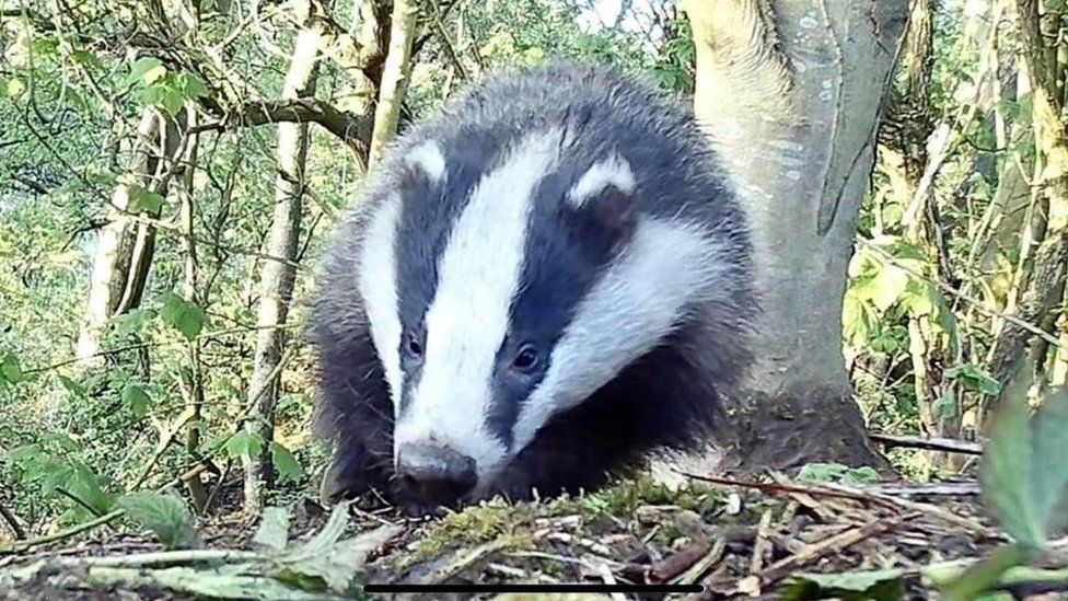 A picture of a badger taken by a campaigner in the graveyard