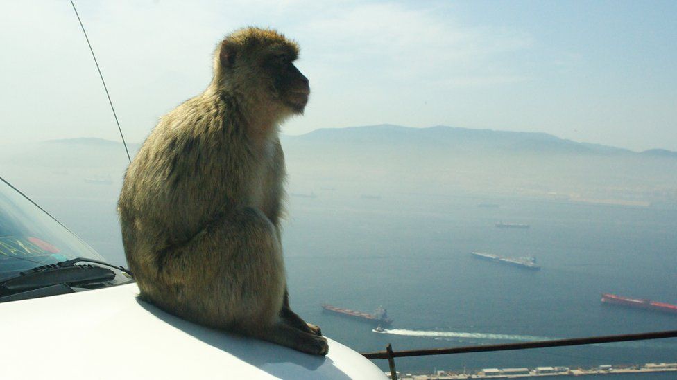 Barbary macaque, Gibraltar