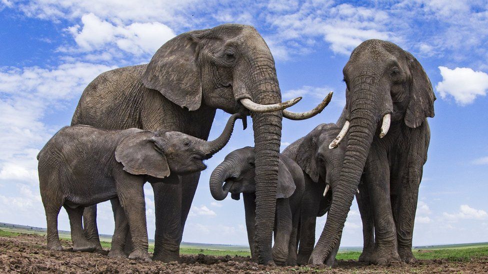 African elephants (c) SPL