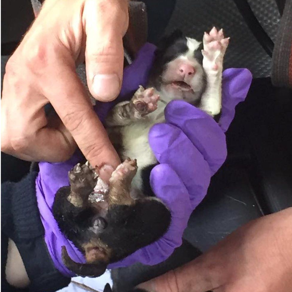 Rescued barn blaze pup dies along with three others from litter BBC News(01)