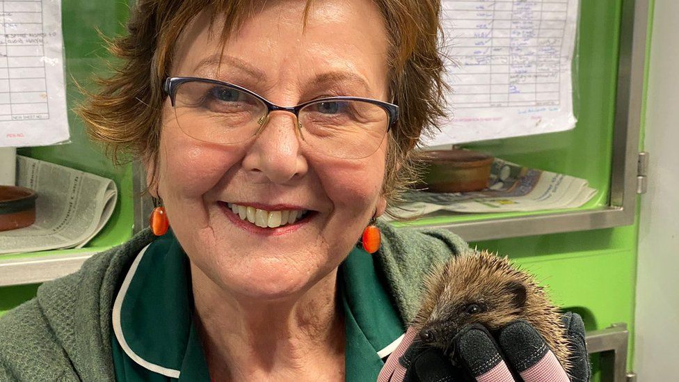Yvonne Cox founder of hedgehog rescue hospital in Yate