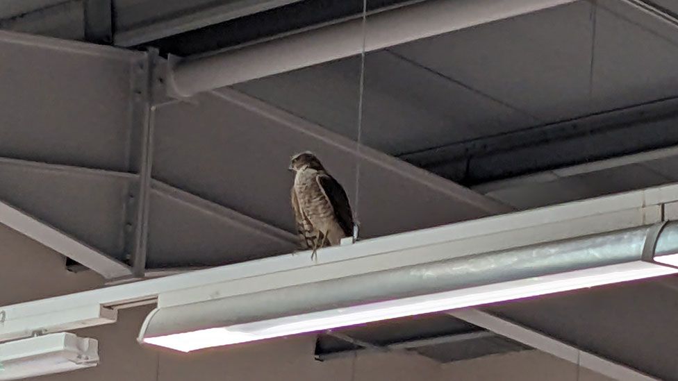 Hawk in Hobbycraft