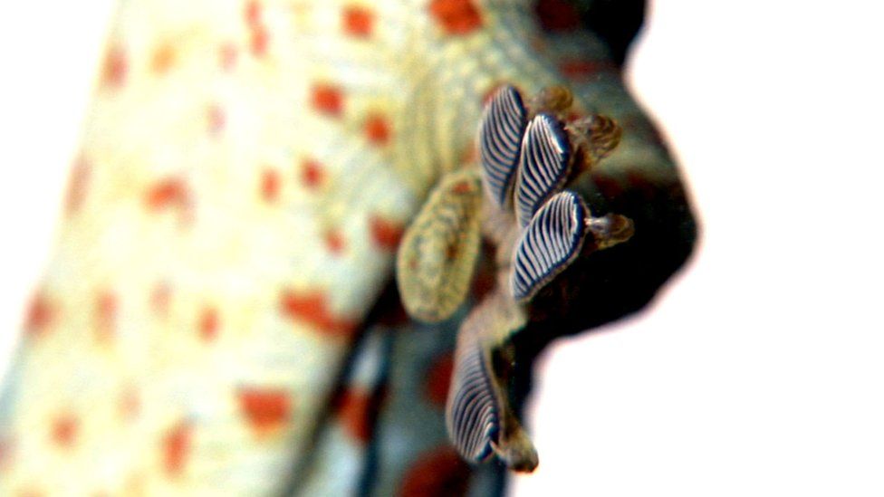 Close-up of gecko's foot
