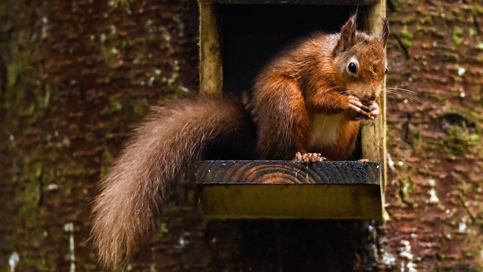 A red squirrel eating nuts in Scotland