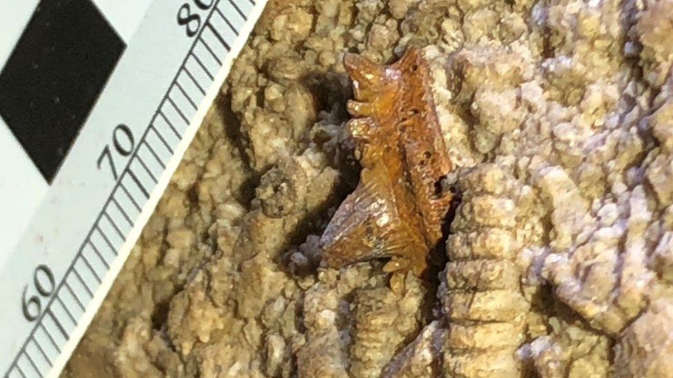 fossilised shark tooth was accidentally spotted in the ceiling of the cave system in Kentucky
