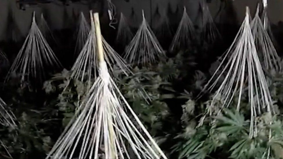 Cannabis plants in the West Bromwich factory