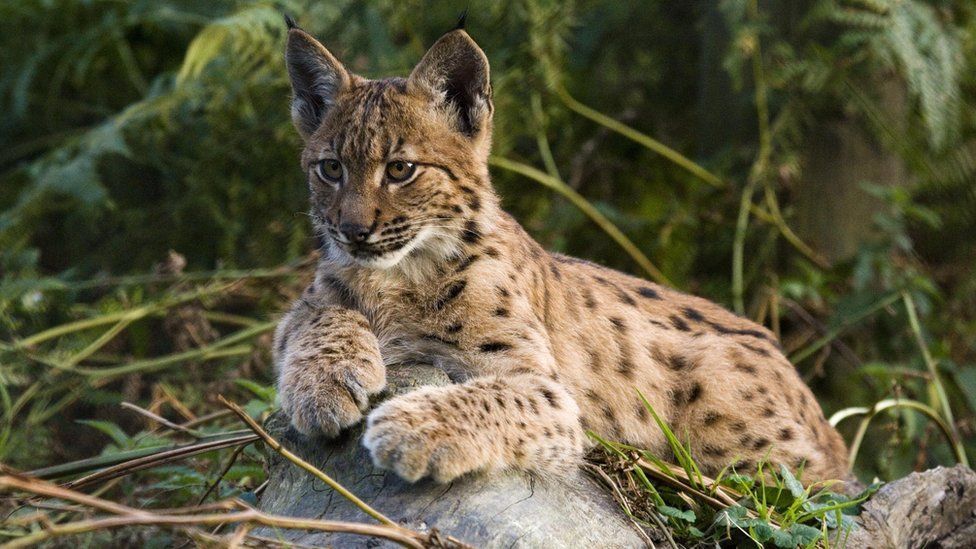 A lynx cub