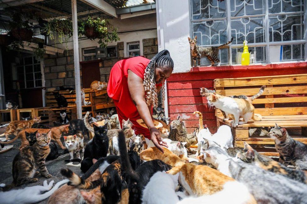 A woman is surrounded by dozens of cats as she bends down to feed them.