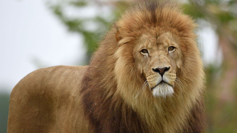 A male with thick mane.