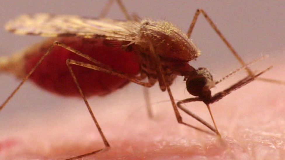 Dengue Fever Outbreak Stopped By Special Mosquitoes - BBC News