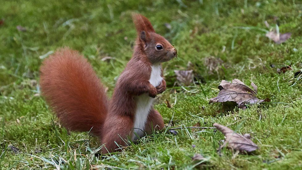A red squirrel in a field