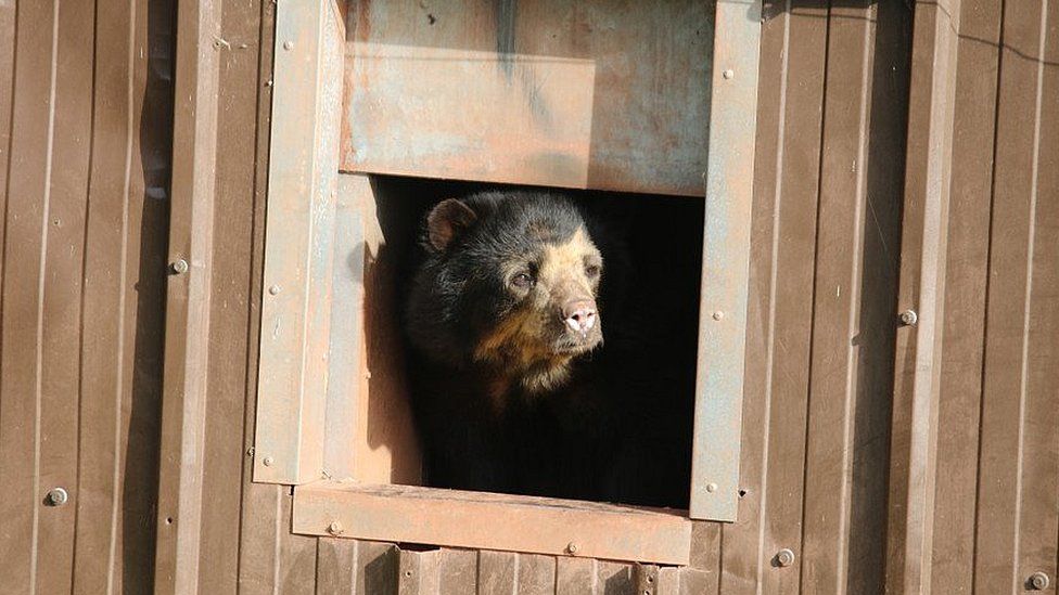 A bear looks out of a hatch