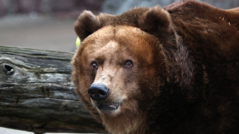 Bear in Moscow Zoo