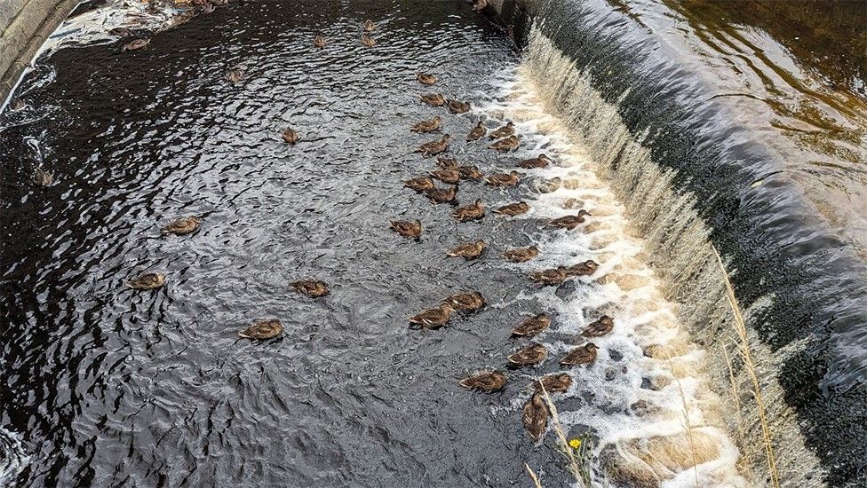 Ducks trapped in pool of water