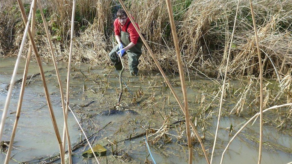 Body of seal found nearly 40 miles inland at Swavesey - BBC News