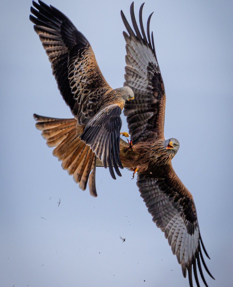 Red kites in Doune