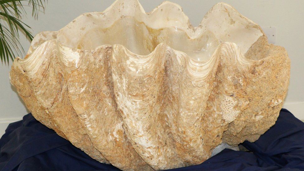 Rare' complete giant clam fossil fails to sell at auction - BBC News