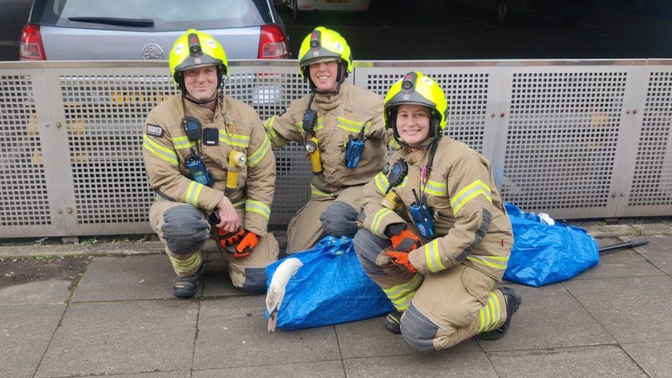 Firefighters smile and pose with the rescued swan called Steve, who is wrapped in a blue Ikea bag