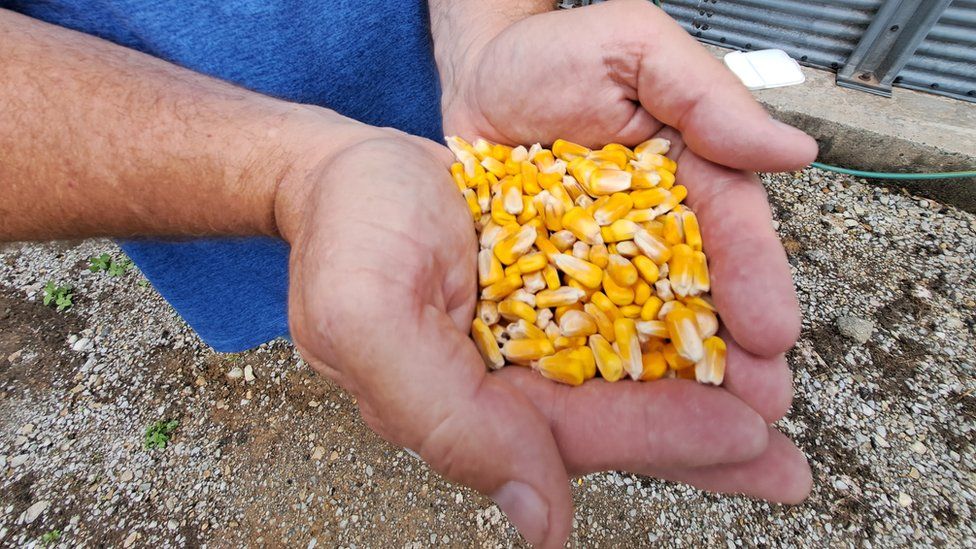 Image shows farmer in Ohio holding corn kernels