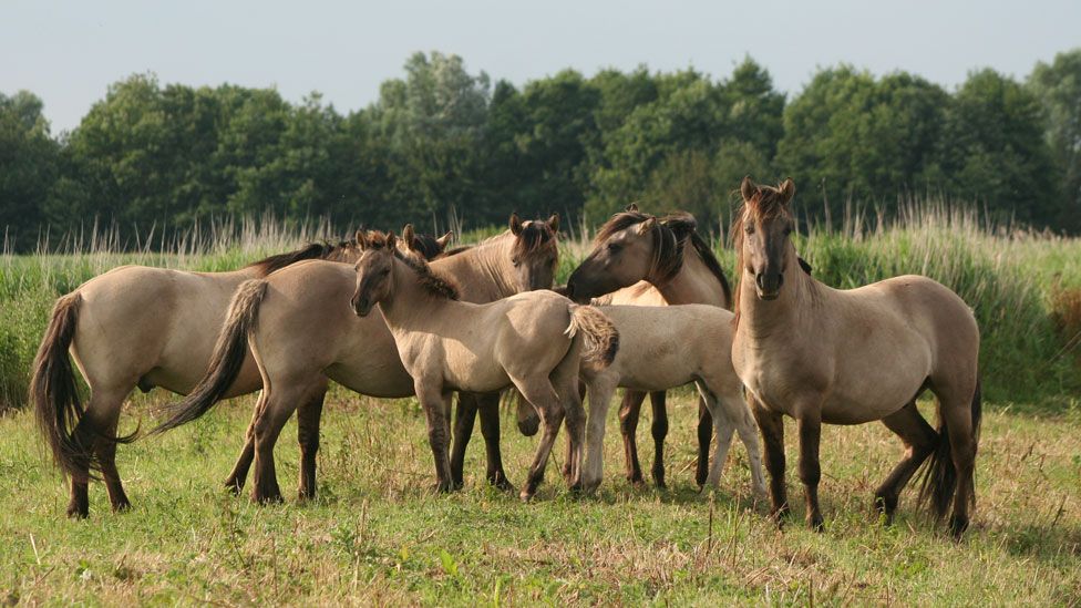 Konik ponies at Kingfishers Bridge Nature Reserve