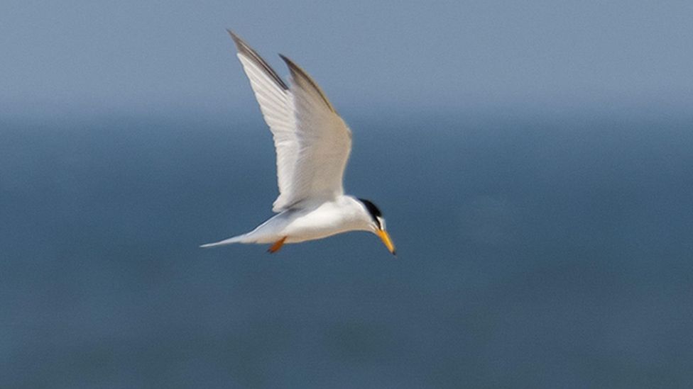 A tern seabird