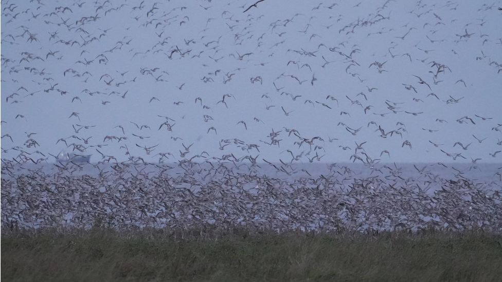 Birds at the RSPB in Snettisham, Norfolk