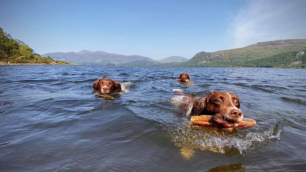 The dogs in the water