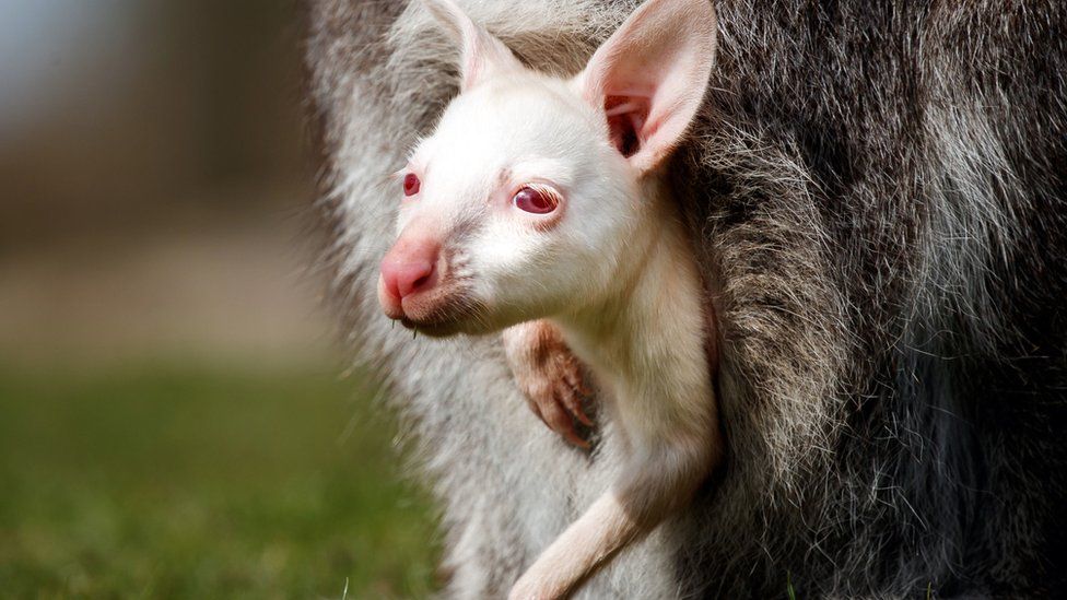 The baby albino wallaby