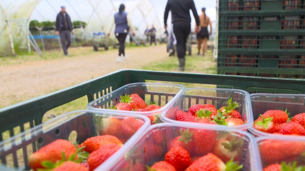 Strawberries at Easter Grangemuir Farm