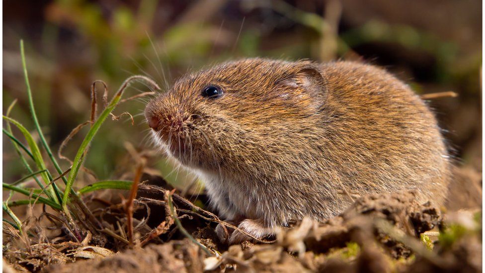 The vole may have been a food source 5,000 years ago
