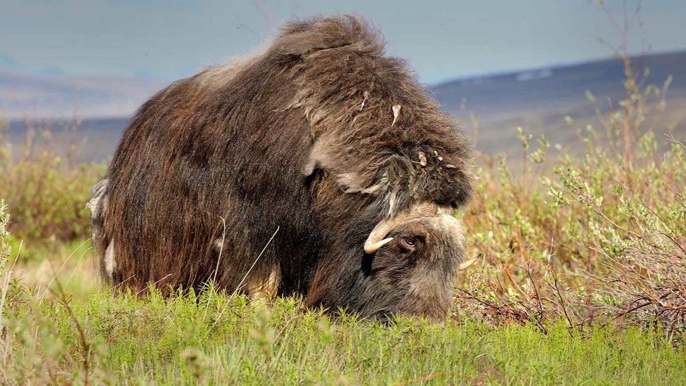 caza en Alaska