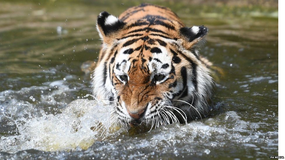 Minerva, an Amur tiger, paddles in her pool at Woburn Safari Park in Bedfordshire