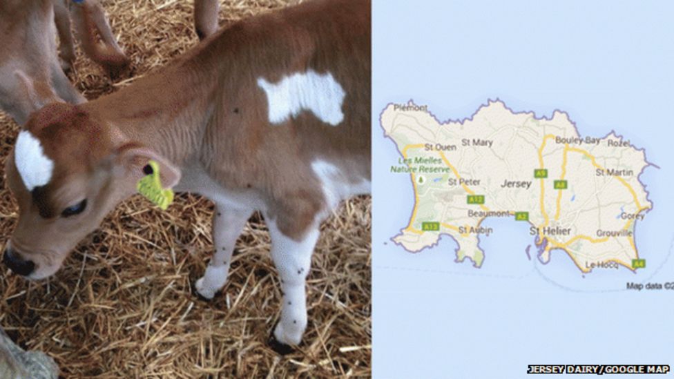 Jersey cow born with the outline of the island on its back - BBC News