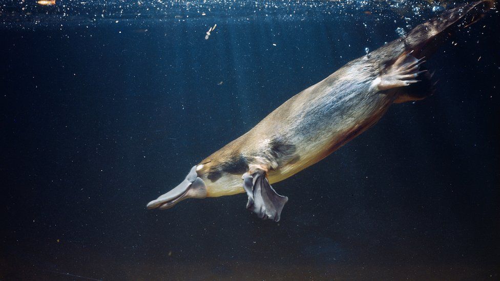 platypus-swimming