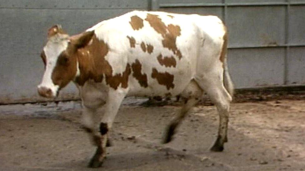 A cow with BSE or Mad Cow Disease in 1990