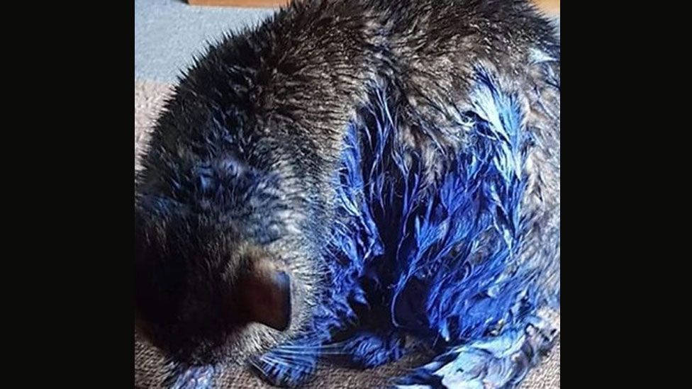 Cat covered in blue paint
