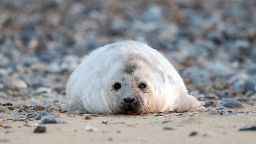 Baby seal numbers nearly double in Norfolk - BBC Newsround