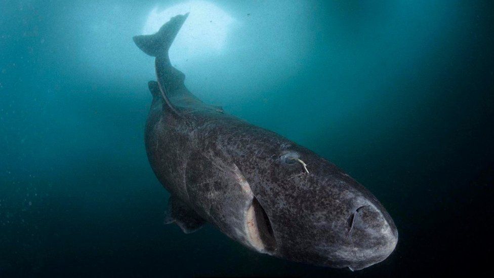 Grönland köpek balığı